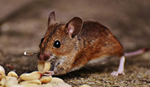 24 Hour & Emergency Exterminators in Sparkman, AR